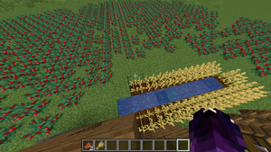 Plantacja wyrośniętych słodkich jagód.png