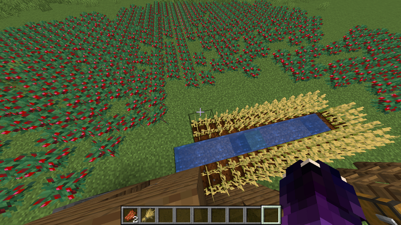 Plik:Plantacja wyrośniętych słodkich jagód.png