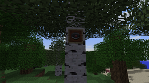 Kompas na drzewie.png