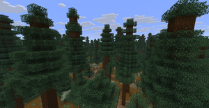 Starodrzew świerkowy.png