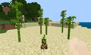 Rosnący bambus BE.png